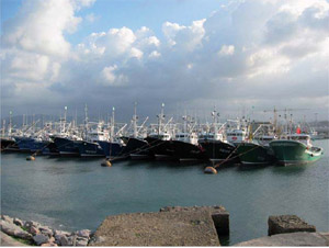 Pole-and-line fl eet at Hondarribia harbour, Pais Vasco, Spain. The industrial fl eets are represented by owners’ associations