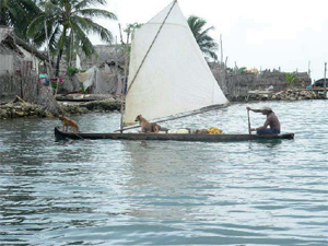 Traditional Kuna fi shing uses nature’s means, and sustains family consumption. Canoes are small in size and made from the wood of selected trees