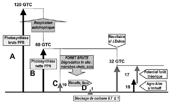 Cycle du carbone terrestre